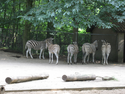 Picture of directory Zoo Rhenen